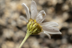 Anthemis chia