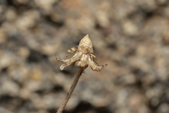 Anthemis chia