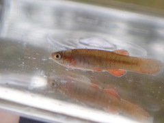 Fundulus cingulatus