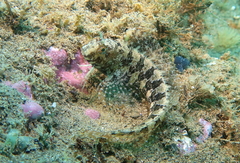 Parablennius tentacularis