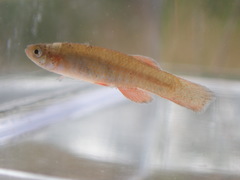 Fundulus cingulatus