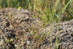 Anthemis chia