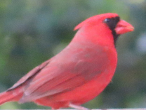 Cardinalis cardinalis image