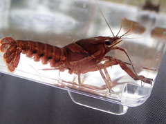 Image of Procambarus versutus