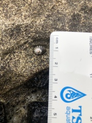 Siphonaria normalis