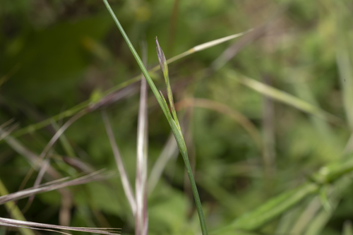 Petrorhagia dubia