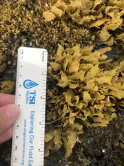 Sargassum aquifolium