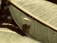 Tetragnatha squamata