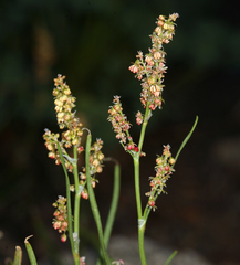 Rumex paucifolius