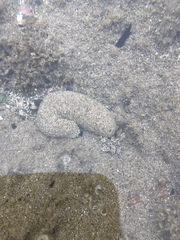 Holothuria atra