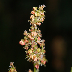Rumex paucifolius