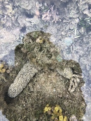 Holothuria atra