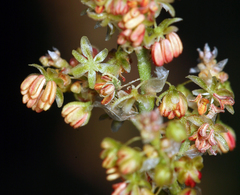 Rumex paucifolius