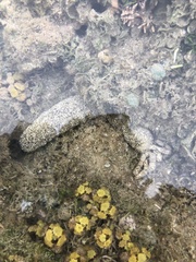Holothuria atra