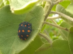 Pachycoris fabricii