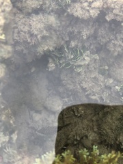Canthigaster amboinensis