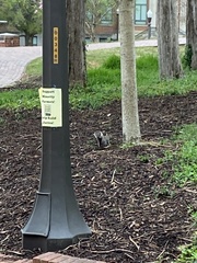 Sciurus carolinensis