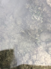 Canthigaster amboinensis