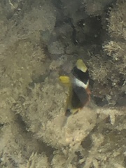 Chaetodon