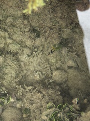 Chaetodon