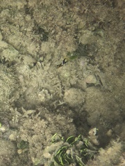 Chaetodon