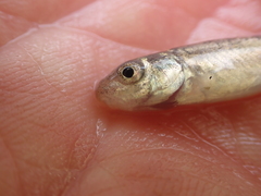 Catostomus macrocheilus