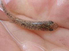 Catostomus macrocheilus
