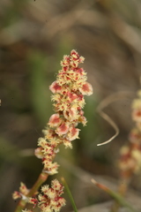 Rumex paucifolius