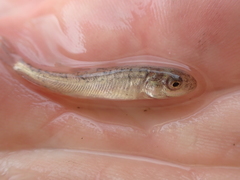 Catostomus macrocheilus