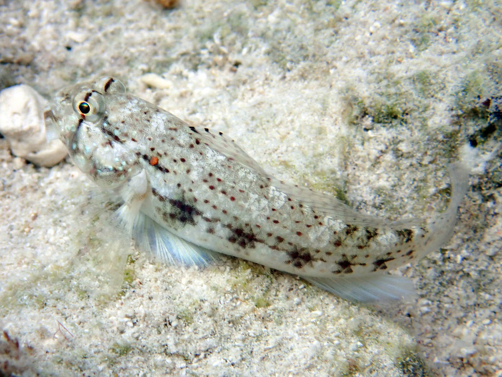 Anjer eye-bar goby (Gnatholepis anjerensis) — Gobiidae