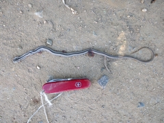 Philodryas chamissonis