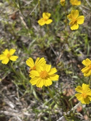 Leptosyne stillmanii