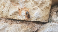 Glomeris pulchra