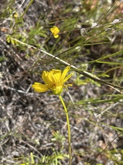 Leptosyne stillmanii