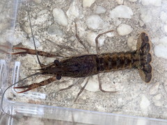 Procambarus bivittatus