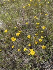 Leptosyne stillmanii