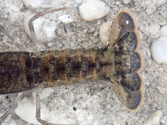 Procambarus bivittatus
