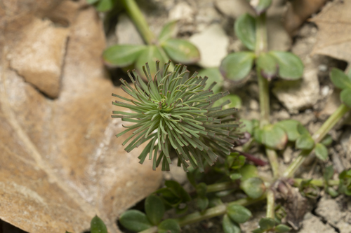 Image of Euphorbia aleppica by (c) Eleftherios Katsillis, some rights reserved (CC BY)