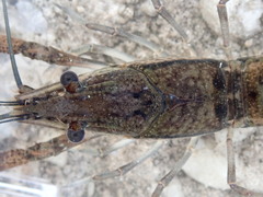 Procambarus bivittatus