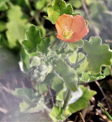 Sphaeralcea lindheimeri