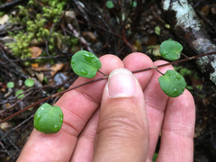 Muehlenbeckia complexa