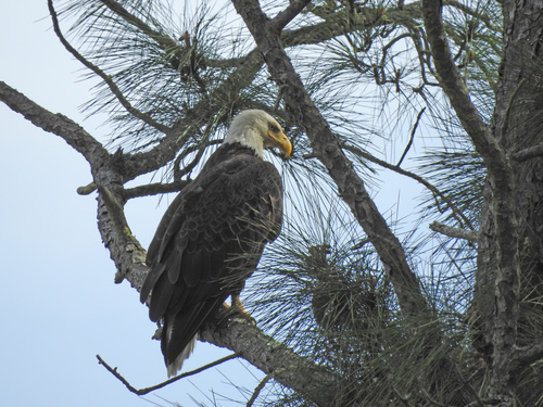 Bald Eagle photographed in Georgia