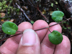 Muehlenbeckia complexa