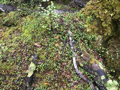 Muehlenbeckia complexa