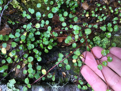 Muehlenbeckia complexa