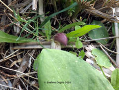 Arisarum