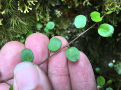 Muehlenbeckia complexa