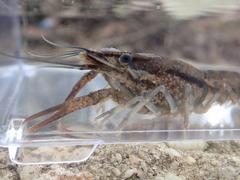 Procambarus bivittatus