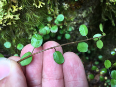Muehlenbeckia complexa