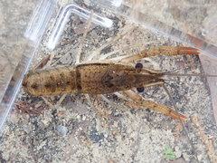 Procambarus bivittatus